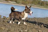 CORGI CARDIGAN 204